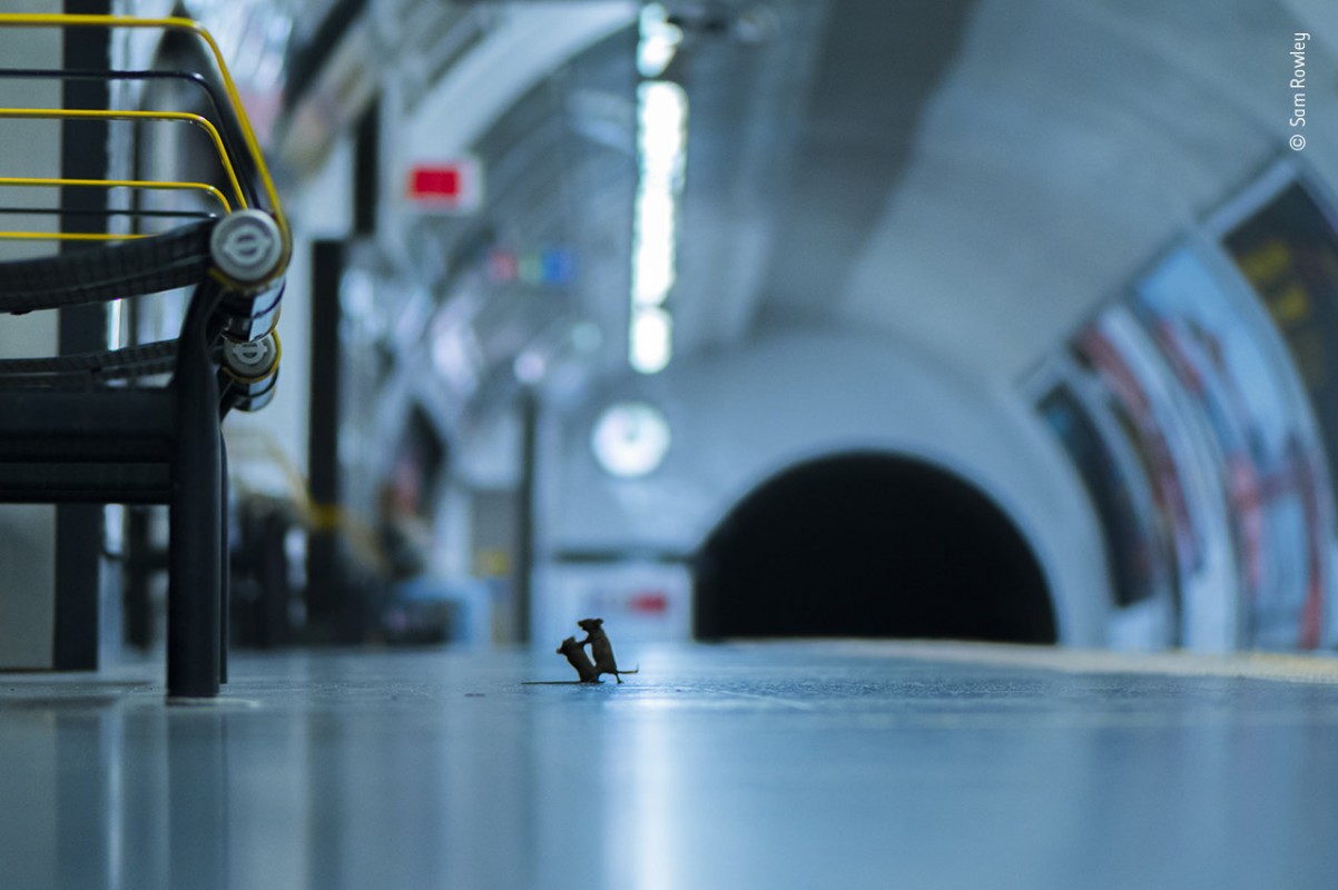 Mice fight in subway station