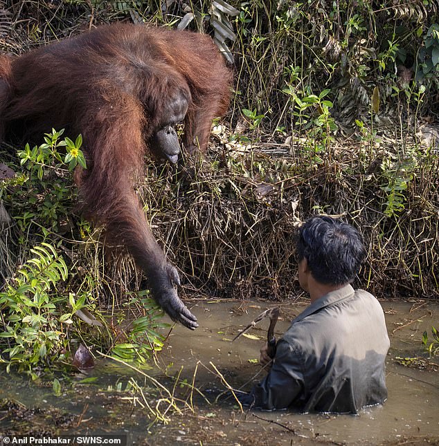 Orangutan lending a hand