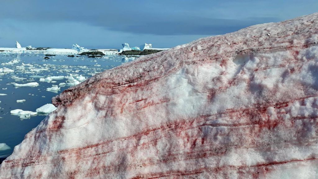 Bkood-red Ice in Antarctica