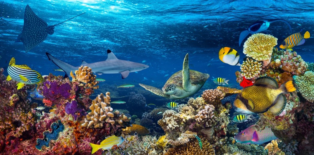 Australia Creates Biggest Marine Park 