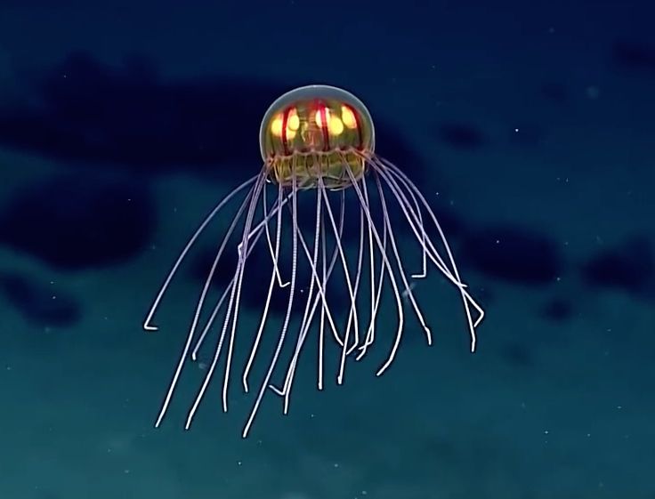 Exploring The Mysterious Mariana Trench | Youngzine