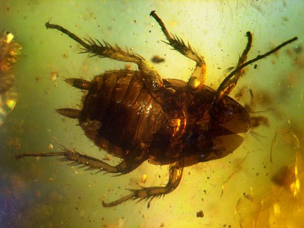 prehistoric cockroach size