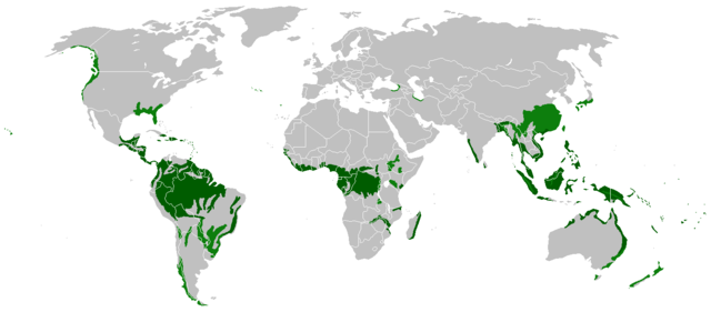 Tropical forest - Wikipedia