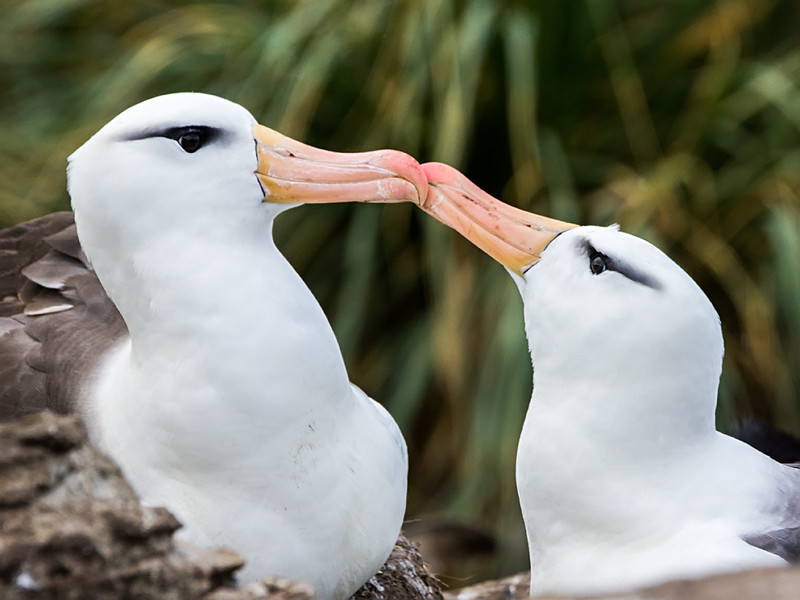 Mengapa Pasangan Albatross Bercerai?