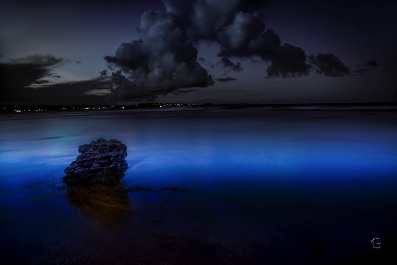 Chasing The Glowing Blue... | Youngzine Changing Ecosystems