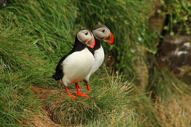 Maine's puffin colonies recovering in the face of climate change