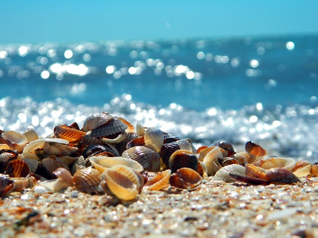 Enjoy Seashells, But Leave Them!