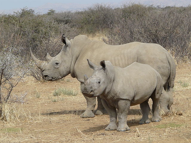 Black rhinoceros - Wikipedia