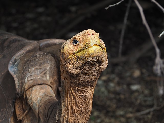 Diego the tortoise at the Charles Darwin Research Station