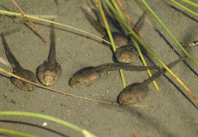 tadpoles swimming in shallow water and round long grass