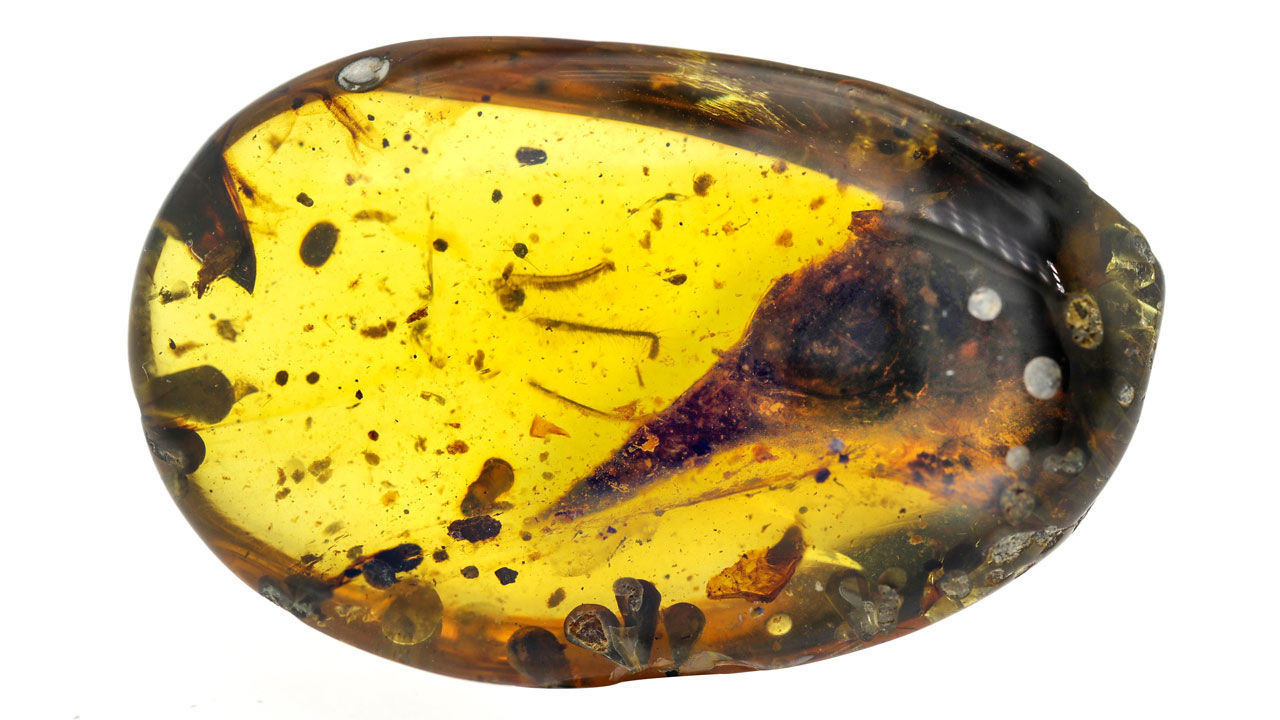 smallest dinosaur in amber