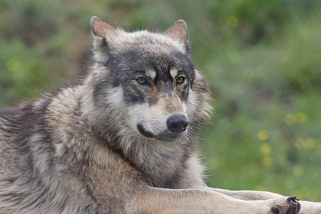 Closeup of American Gray Wolf