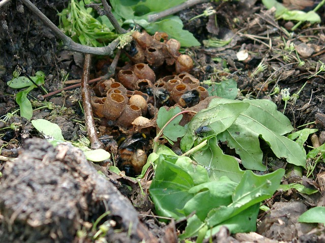 Bumblebee nest