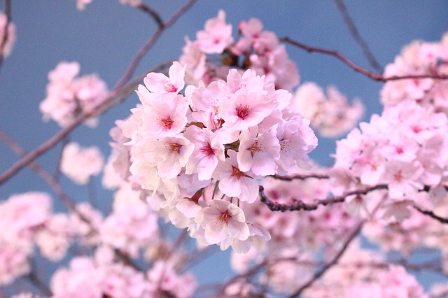 Blooming Seasons of Cherry Blossom Trees