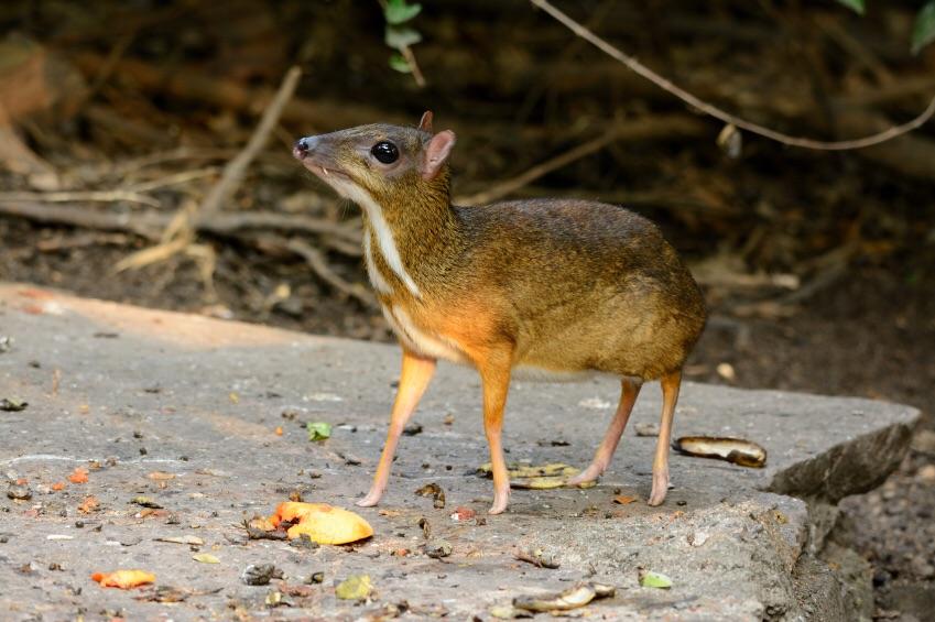 chevrotain.jpg