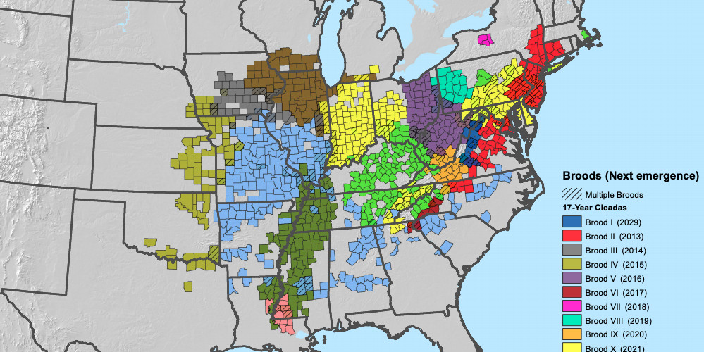 Billions of Cicadas To Emerge Soon! Youngzine Changing Ecosystems