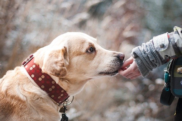 Anjing dan Manusia: Hubungan Panjang