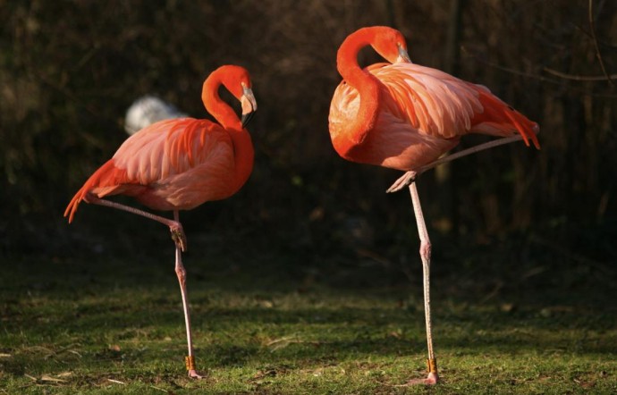 The Flamingo's Balancing Act | Youngzine