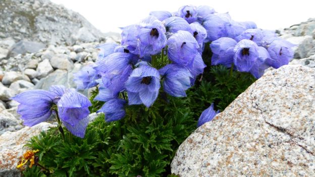 Flowers in the Himalayas