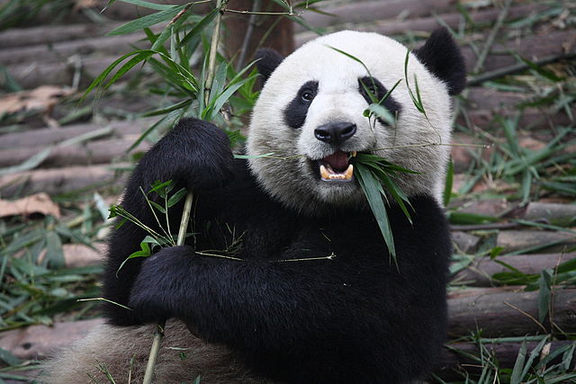 Giant panda sitting on the ground and eating bamboo leaves