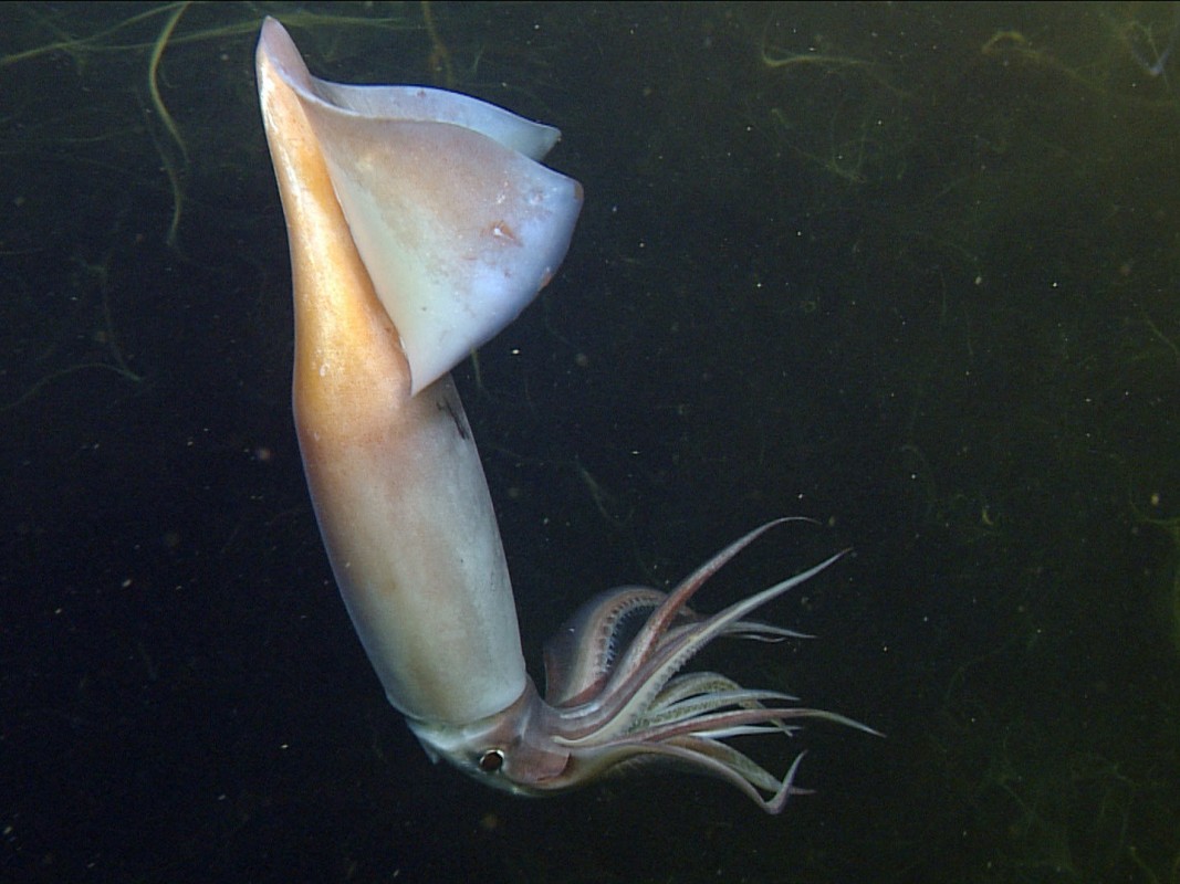 Glowing Squid