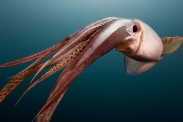 Humboldt Squid