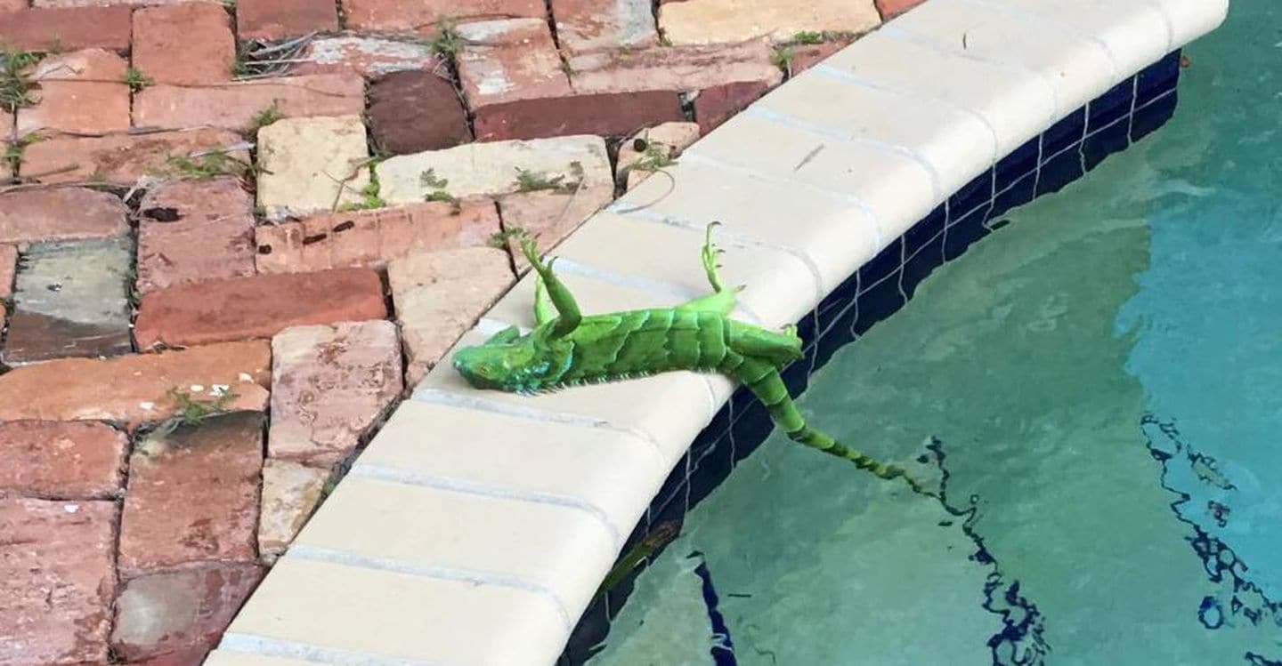 Iguanas fall in Florida