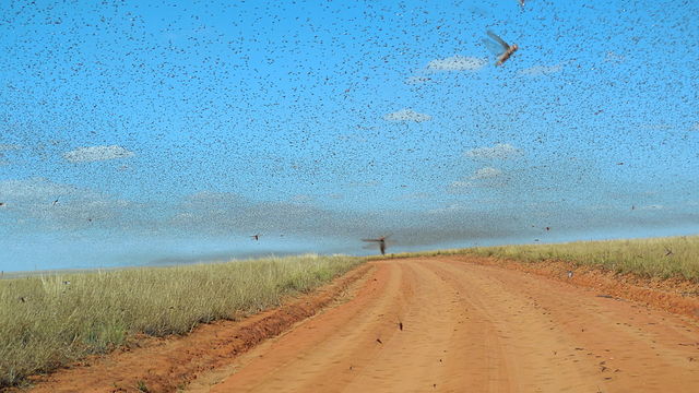 A Swarm Of Locusts Threaten East Africa