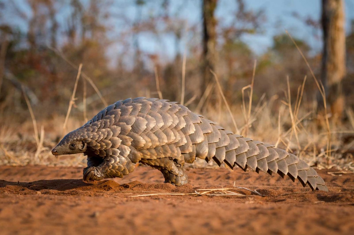 wild republic pangolin