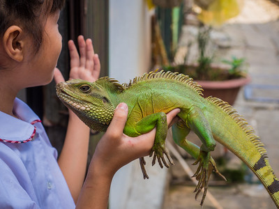 Pet iguana!