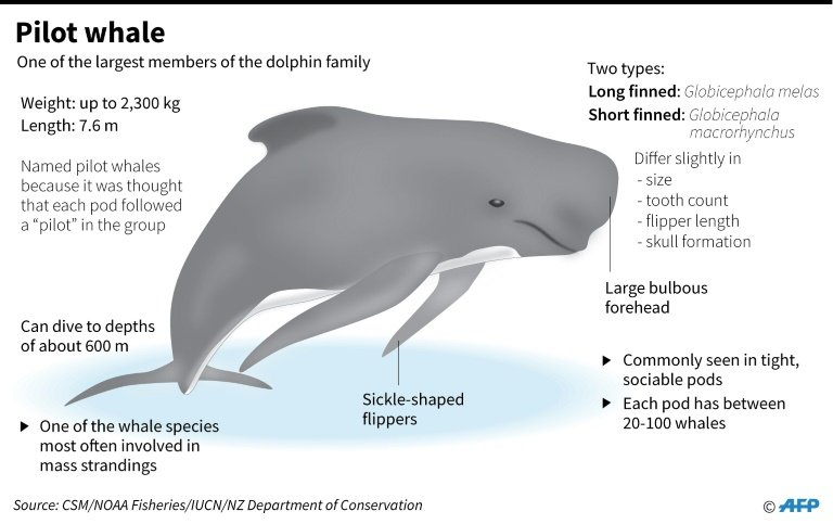 A whale is than a dolphin. Pilot Whale. Whale Flippers. Globicephala Melas. Pilot Whales short.