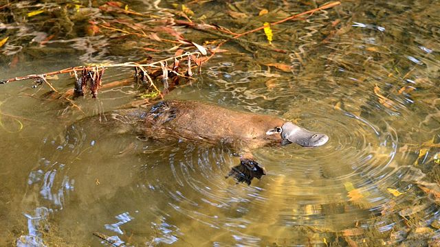 Platypus floating through murky water