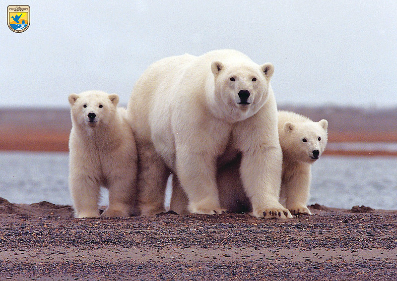 Polars bear family