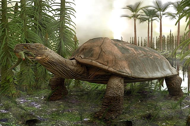 Prehistoric turtle