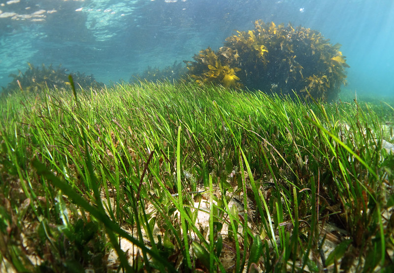 Seagrass meadow - Wikipedia