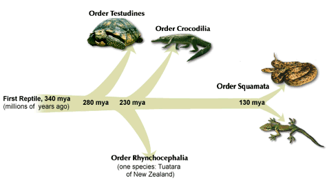 snake evolution tree
