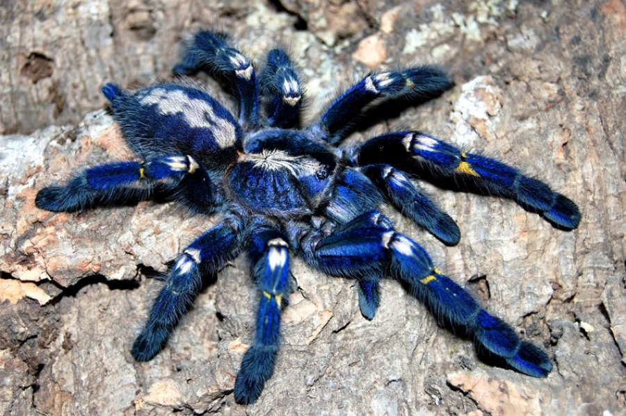 colorful tarantula