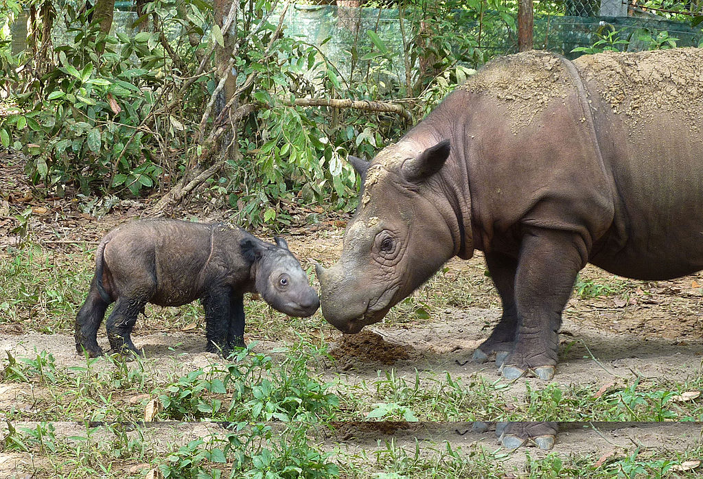 A Sumatran rhino with its baby