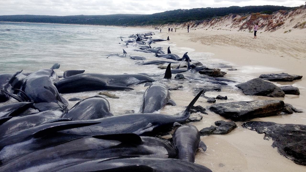 Beached whales