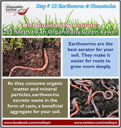 Scientists explain earthworms' leaf-busting guts 