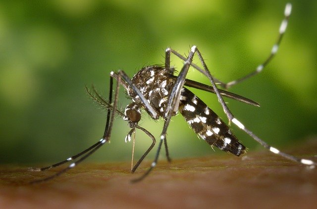 Vaksin Malaria Memberi Harapan