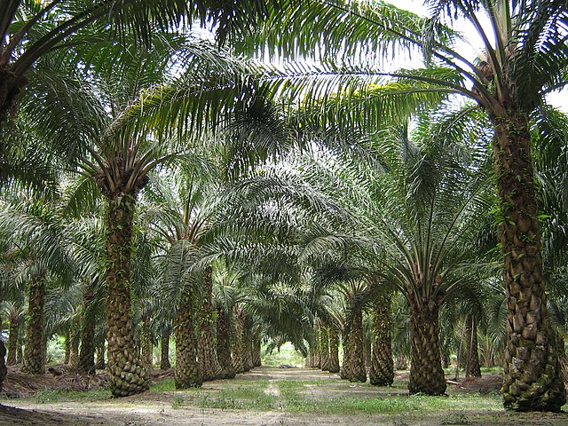 The startups developing synthetic palm oil to save the world's