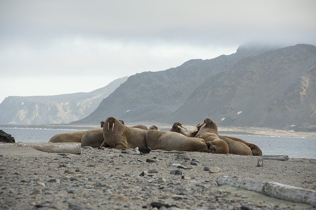 Bantu Temukan Walrus!  |  Youngzine Mengubah Ekosistem