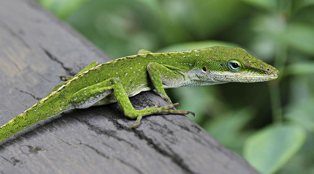 Lizards with large toe pads can better survive hurricanes