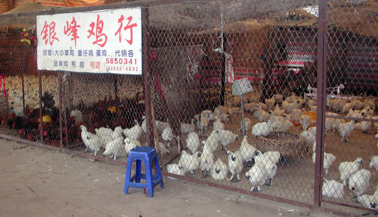 Animal market in China