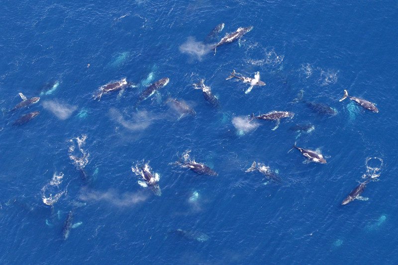 "Super'Group" of Whales, source newscientist.com
