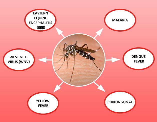 Diseases caused by mosquitoes