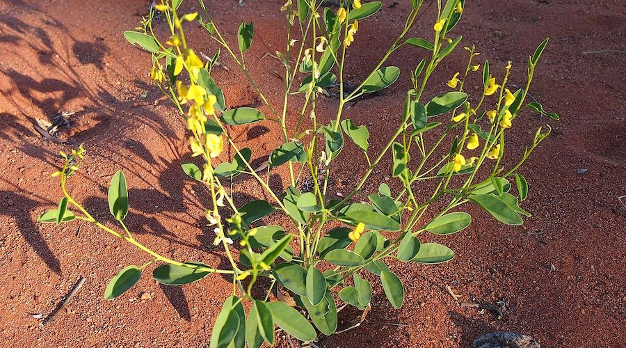 Plant that takes up metals from soil