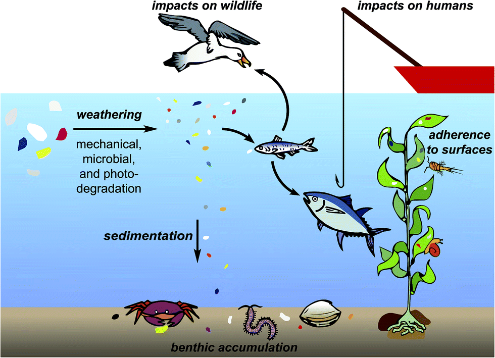 All that Glitters… Is Microplastic, Unfortunately - Asparagus Magazine