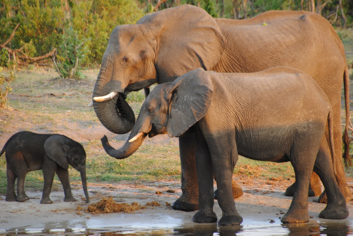 Botswana Auctions Permits to Hunt Elephants | Youngzine